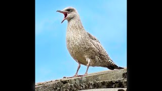 Baby Seagull Speaks For The First Time [upl. by Breana708]