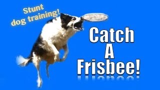 How to Teach your Dog to Catch a Frisbee in the Air [upl. by Shotton]