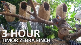 Timor Zebra Finch Song  3 Hours Finch Sounds [upl. by Aelhsa]