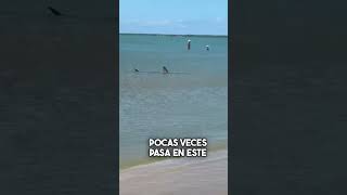 UN TIBURÓN EN LAS PLAYAS DE TRUJILLO COLON HONDURAS [upl. by Holihs]