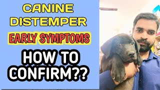 Canine Distemper in Dog  Canine Distemper early symptoms in dogs  canine distemper diagnosis [upl. by Seton]