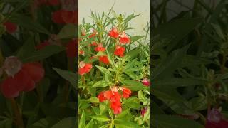 Grow balsam flowers from seedyoutubeshorts plants garden gardening youtube beautiful [upl. by Sakram]