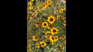 Plant Spotlight  Coreopsis tinctoria [upl. by Gael180]