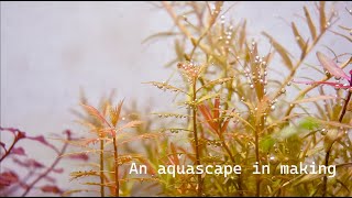 An aquascape in making [upl. by Notac]