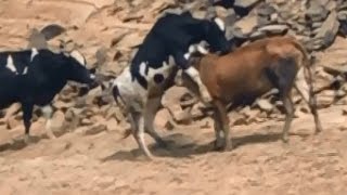 Cow Mating in Group [upl. by Gizela]