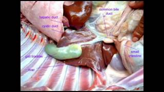 PL EXAM 1 COELOMATES [upl. by Adrial]