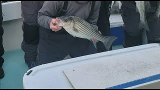 Big Changes May Come for the ’24 Rockfish Season Following Another Population Decline [upl. by Omiseno]