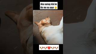 Har koi smjh nahi skta 🐶❤️ trandingshorts dogbreed dog shorts animals cutedog labrador yt [upl. by Sielen]