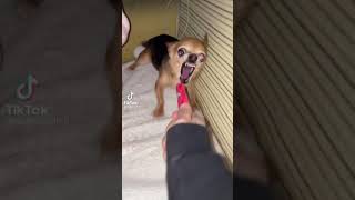 chihuahua dog gets mad for no reason [upl. by Oiruam]