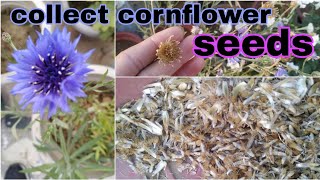 cornflowerseedsHow to collect and store cornflower seedsCentaurea cyanus seedsbachelors button [upl. by Evan]