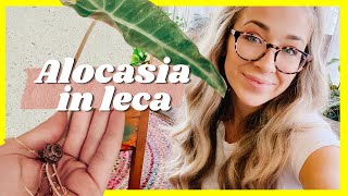 How to Care for your Alocasia in Leca  Bulb Propagation [upl. by Mozelle]