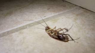 Water bugs vs Roaches and how to deal with them [upl. by Eeresed]