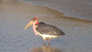 Marabou stork looking for catfish that have buried themselves in the mud at Djuma Waterhole [upl. by Netsirt]