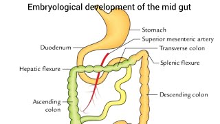 Embryological development of the midgut [upl. by Cottle]