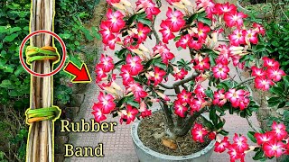 How To Grow Adenium From Seeds and Cuttings Easily  Desert Rose  Adenium Propagation [upl. by Barhos]