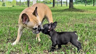 French Bulldogs Heartbreaking Reaction To Meeting Puppy For First Time [upl. by Esilram584]