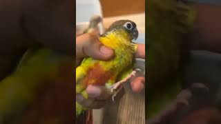 yellow sided green chick conure hand feeding chicks 🩷 youtube birds lovebird pets conure [upl. by Allwein273]