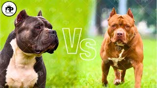 Pit Bull vs American Bully Whats the difference [upl. by Dippold]