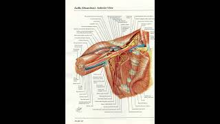 Orthopaedic Case Presentation Plate 30 [upl. by Irrak]