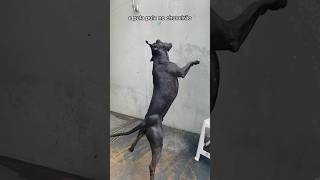 Sou um pitbull fitness caminho pulo e corro 💪 e tomo proteína Muscle Dog Organnact 💛 cachorro [upl. by Denie]