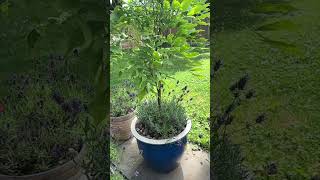 Wisteria Tree In A Container [upl. by Latouche553]