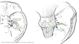 The Facial Nerve CNVII Animated Review [upl. by Assened]