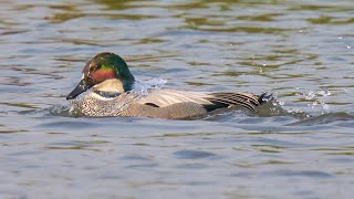 Falcated Duck 羅紋鴨 [upl. by Maunsell951]