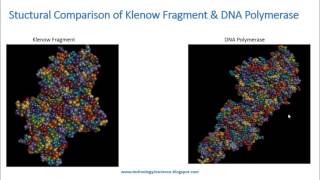 Klenow Fragment Structural Comparison Analysis and Applications [upl. by Debo]