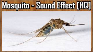 Mosquito  Sound Effect HQ [upl. by Miko]