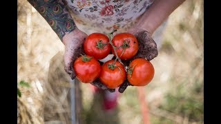 How to Grow The Best Tomatoes  Gardening Tips and Tricks [upl. by Acassej]