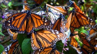 Millions of monarch butterflies flutter to the mountains in Mexico every October [upl. by Adnak]