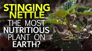 Stinging Nettle — The Most Nutritious Plant On Earth [upl. by Thebazile]