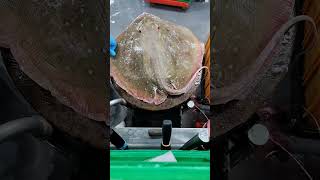 watch my live removing stingray skin [upl. by Ainad]