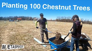 Planting 100 Chestnut Trees [upl. by Brey]