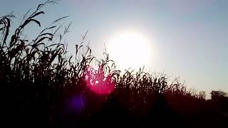 Field of Drying Corn agriculture farming wisconsin [upl. by Gibbeon227]