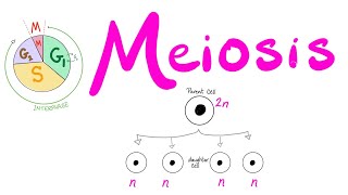 Meiosis  Cell Division  Biology Series for MCAT DAT GSCE ACT SAT AP Biology [upl. by Godden]