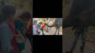 Haathi Mere Saathi🐘devotionalsong love bhubaneswar odishaanimallover [upl. by Gnihc562]