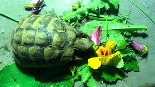 Mediterranean Tortoise Diet [upl. by Htebi675]