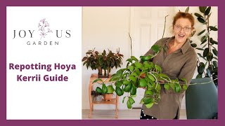 HOW TO REPOT A HOYA KERRII SWEETHEART HOYA [upl. by Ynattirb529]