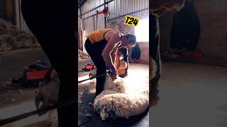 Sheepgazing  shearing merinos [upl. by Karmen]