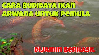 CARA BUDIDAYA IKAN ARWANA UNTUK PEMULA DIJAMIN BERHASIL [upl. by Atrebor]