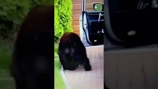 Bear Opens Car Door by Itself [upl. by Kciredec344]