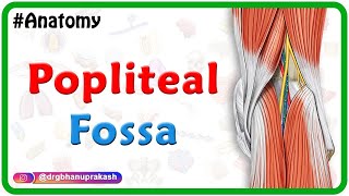 Popliteal fossa Anatomy Animation  Boundaries Contents and Relations  USMLE Step 1 [upl. by Salim369]