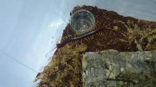 Centipede Scolopendra subspinipes  vietnam yellow leg [upl. by Ydwor284]