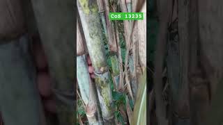 Sugarcane variety CoS 13235 sugarcane 13235 upcane GLfarming [upl. by Urania]