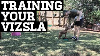 How To Train Your Vizsla Puppy [upl. by Aronle]