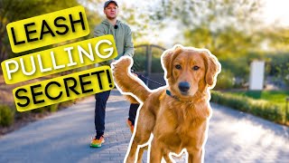 1 TRICK TO STOP YOUR DOG PULLING ON THE LEASH [upl. by Ssenav]