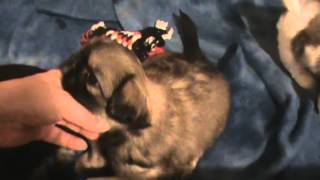 4 Week Old Pekingese Babies Playing [upl. by Varick]