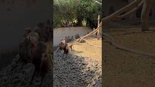 Pareces orangutana viral trending youtubeshorts shortvideo funny video tiktok reels [upl. by Yrrot]