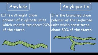 Amylose vs Amylopectin Quick Differences and Comparison [upl. by Senecal]